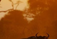 Research: Urgent need to rethink how we manage the boundaries of protected areas —