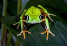 Research: Mass amphibian extinctions globally caused by fungal disease —