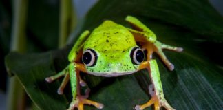 Research: Mass amphibian extinctions globally caused by fungal disease —