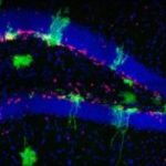 Study: Findings extend understanding of how a continuous supply of neurons throughout life is connected with learning and memory — (Details)
