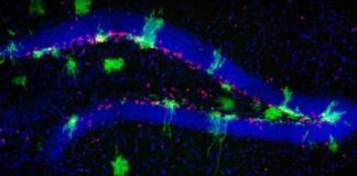 Study: Findings extend understanding of how a continuous supply of neurons throughout life is connected with learning and memory — (Details)