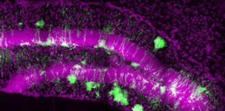 Study: In mice, single population of stem cells contributes to lifelong hippocampal neurogenesis — (Details)