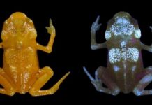 Research: Fluorescence discovered in tiny Brazilian frogs —