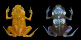 Research: Fluorescence discovered in tiny Brazilian frogs —