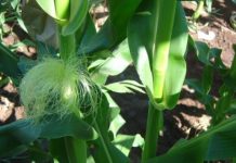 Research: New gene essential for making ears of corn —