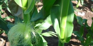 Research: New gene essential for making ears of corn —