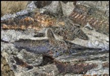 Research: Fossil site preserves animals killed within minutes of meteor impact —