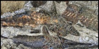 Research: Fossil site preserves animals killed within minutes of meteor impact —