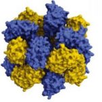 Study: XSEDE allocations on Stampede2 and Comet speed simulation of protein oligomers — (Details)