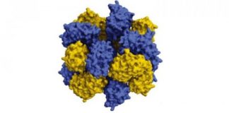 Study: XSEDE allocations on Stampede2 and Comet speed simulation of protein oligomers — (Details)