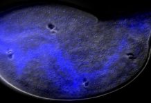 Research: A key to soybean cyst nematode growth identified —