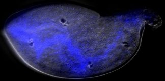 Research: A key to soybean cyst nematode growth identified —
