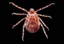 Research: Researchers warn that NYC’s Asian longhorned tick population is larger than previously known —