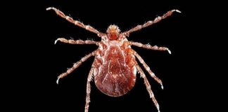 Research: Researchers warn that NYC’s Asian longhorned tick population is larger than previously known —