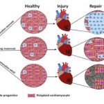 Study: People can survive organ failure, a review explores how — (Details)