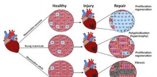 Study: People can survive organ failure, a review explores how — (Details)
