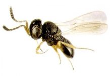 Research: Scientists confirm first report of egg parasitoid in Africa to fight fall armyworm —