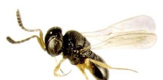 Research: Scientists confirm first report of egg parasitoid in Africa to fight fall armyworm —
