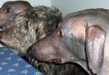 Research: A bald gene finding —