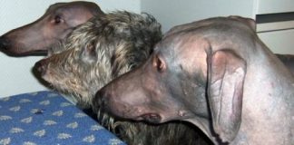 Research: A bald gene finding —