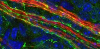 Study: Molecular process controls eye’s light-dependent vascular development — (Details)