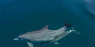 Research: Climate change is a threat to dolphins’ survival —