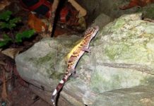 Research: Tiger geckos in Vietnam could be the next species sold into extinction —