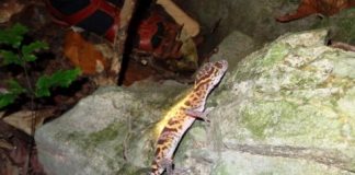 Research: Tiger geckos in Vietnam could be the next species sold into extinction —