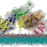 Study: Breakthrough study of cell signaling holds promise for immune research and beyond — (Details)