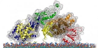 Study: Breakthrough study of cell signaling holds promise for immune research and beyond — (Details)