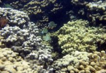 Research: First study to look at UV-filter concentrations in coral tissue in US —