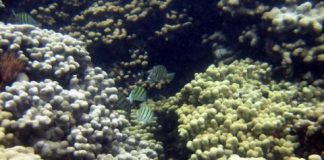 Research: First study to look at UV-filter concentrations in coral tissue in US —
