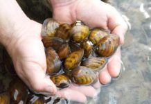 Research: Invasive round gobies may be poised to decimate endangered French Creek mussels —