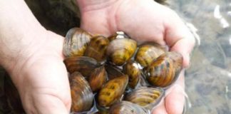 Research: Invasive round gobies may be poised to decimate endangered French Creek mussels —