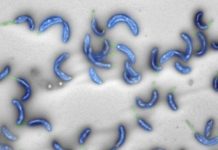Tech: First bacterial genome created entirely with a computer — (Report)