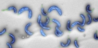 Tech: First bacterial genome created entirely with a computer — (Report)