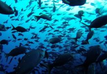 Research: UMass Amherst, Smithsonian, Florida research reports wider ecological benefits —