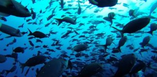 Research: UMass Amherst, Smithsonian, Florida research reports wider ecological benefits —