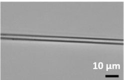 Tech: Bacterial factories could manufacture high-performance proteins for space missions — (Report)