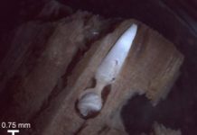 Research: New species of wood-munching clams found at the bottom of the ocean —