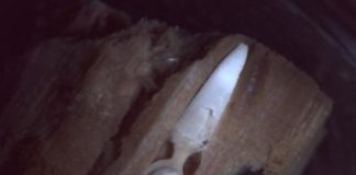 Research: New species of wood-munching clams found at the bottom of the ocean —