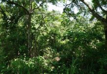 Research: Restore natural forests to meet global climate goals —