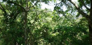 Research: Restore natural forests to meet global climate goals —