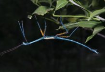 Research: In two new species of rare giant stick insects, males turn livid blue or multicolored at sexual maturity — but why? —