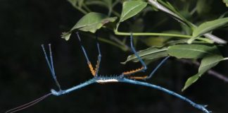 Research: In two new species of rare giant stick insects, males turn livid blue or multicolored at sexual maturity — but why? —