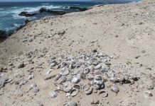 Research: Team applies historical perspective to inform modern management —