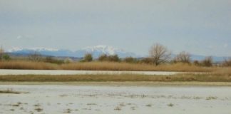 Research: Loss of habitat causes double damage to species richness —