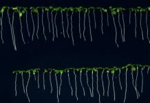 Research: Machine learning for measuring roots —