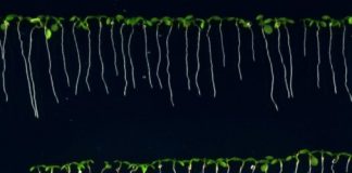 Research: Machine learning for measuring roots —