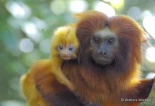 Research: Should I stay or should I go? Research sheds light on social drivers of animal dispersal —